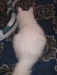 Snowgurl - Domestic Long Hair Cat