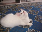 Snowgurl - Domestic Long Hair Cat