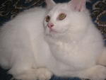 Snowgurl - Domestic Long Hair Cat