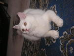 Snowgurl - Domestic Long Hair Cat