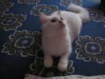 Snowgurl - Domestic Long Hair Cat