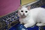 Snowgurl - Domestic Long Hair Cat