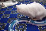 Snowgurl - Domestic Long Hair Cat