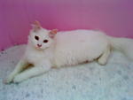 Snowgurl - Domestic Long Hair Cat