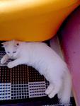 Snowgurl - Domestic Long Hair Cat