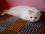 Snowgurl - Domestic Long Hair Cat