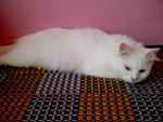 Snowgurl - Domestic Long Hair Cat