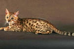 Mr Kinky - Bengal Cat