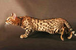 Mr Kinky - Bengal Cat