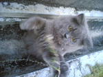 Baby Gooby - Persian Cat