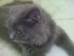 Baby Gooby - Persian Cat