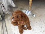 Mocha - Poodle Dog