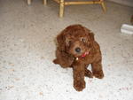 Mocha - Poodle Dog