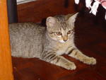 Dew - Domestic Short Hair Cat