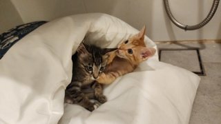 Bobo &amp; Mimi - Domestic Medium Hair + Tabby Cat