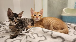 Bobo &amp; Mimi - Domestic Medium Hair + Tabby Cat