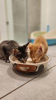 Bobo &amp; Mimi - Domestic Medium Hair + Tabby Cat