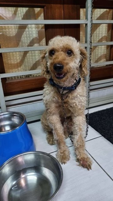 Poodle Found - Poodle Dog