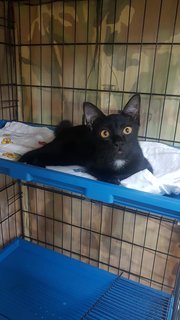 Baby (Chase) - Domestic Short Hair Cat