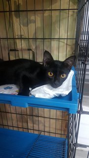 Baby (Chase) - Domestic Short Hair Cat