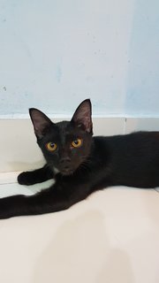 Baby (Chase) - Domestic Short Hair Cat