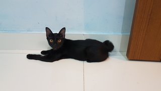 Baby (Chase) - Domestic Short Hair Cat