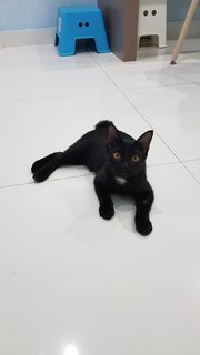 Baby (Chase) - Domestic Short Hair Cat