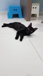 Baby (Chase) - Domestic Short Hair Cat