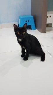 Baby (Chase) - Domestic Short Hair Cat