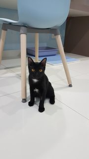 Baby (Chase) - Domestic Short Hair Cat