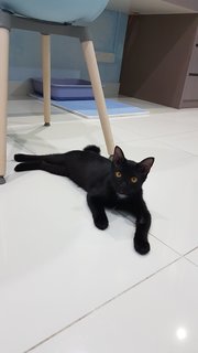 Baby (Chase) - Domestic Short Hair Cat