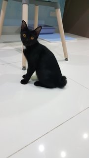 Baby (Chase) - Domestic Short Hair Cat