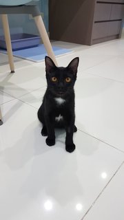 Baby (Chase) - Domestic Short Hair Cat