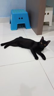 Baby (Chase) - Domestic Short Hair Cat