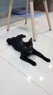 Baby (Chase) - Domestic Short Hair Cat