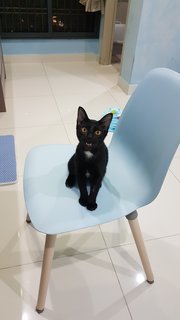 Baby (Chase) - Domestic Short Hair Cat