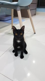 Baby (Chase) - Domestic Short Hair Cat