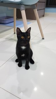 Baby (Chase) - Domestic Short Hair Cat