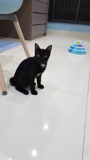 Baby (Chase) - Domestic Short Hair Cat