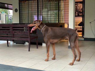 Rex - Doberman Pinscher Dog