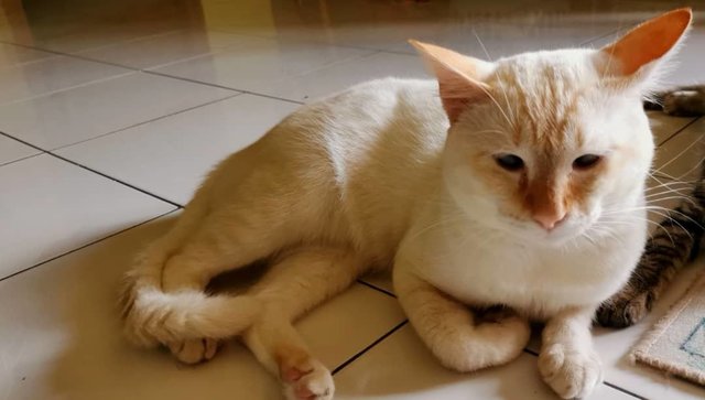 Comel - Bobtail + Domestic Medium Hair Cat