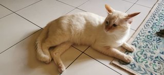 Comel - Bobtail + Domestic Medium Hair Cat