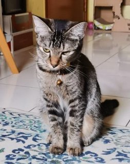 Tam - Domestic Short Hair Cat