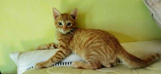 Oyen - Domestic Short Hair Cat