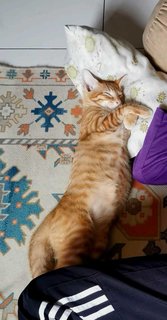 Oyen - Domestic Short Hair Cat