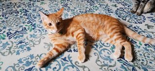 Oyen - Domestic Short Hair Cat