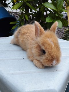 Brown Bunnies  - Bunny Rabbit Rabbit