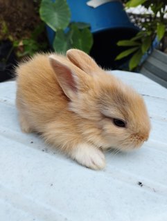 Brown Bunnies  - Bunny Rabbit Rabbit