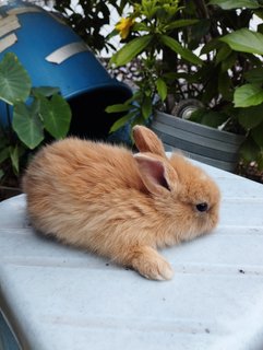 Brown Bunnies  - Bunny Rabbit Rabbit