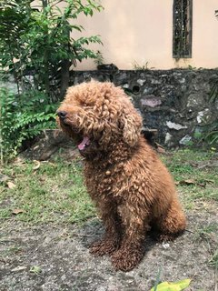 Percy Trouble  - Poodle Dog